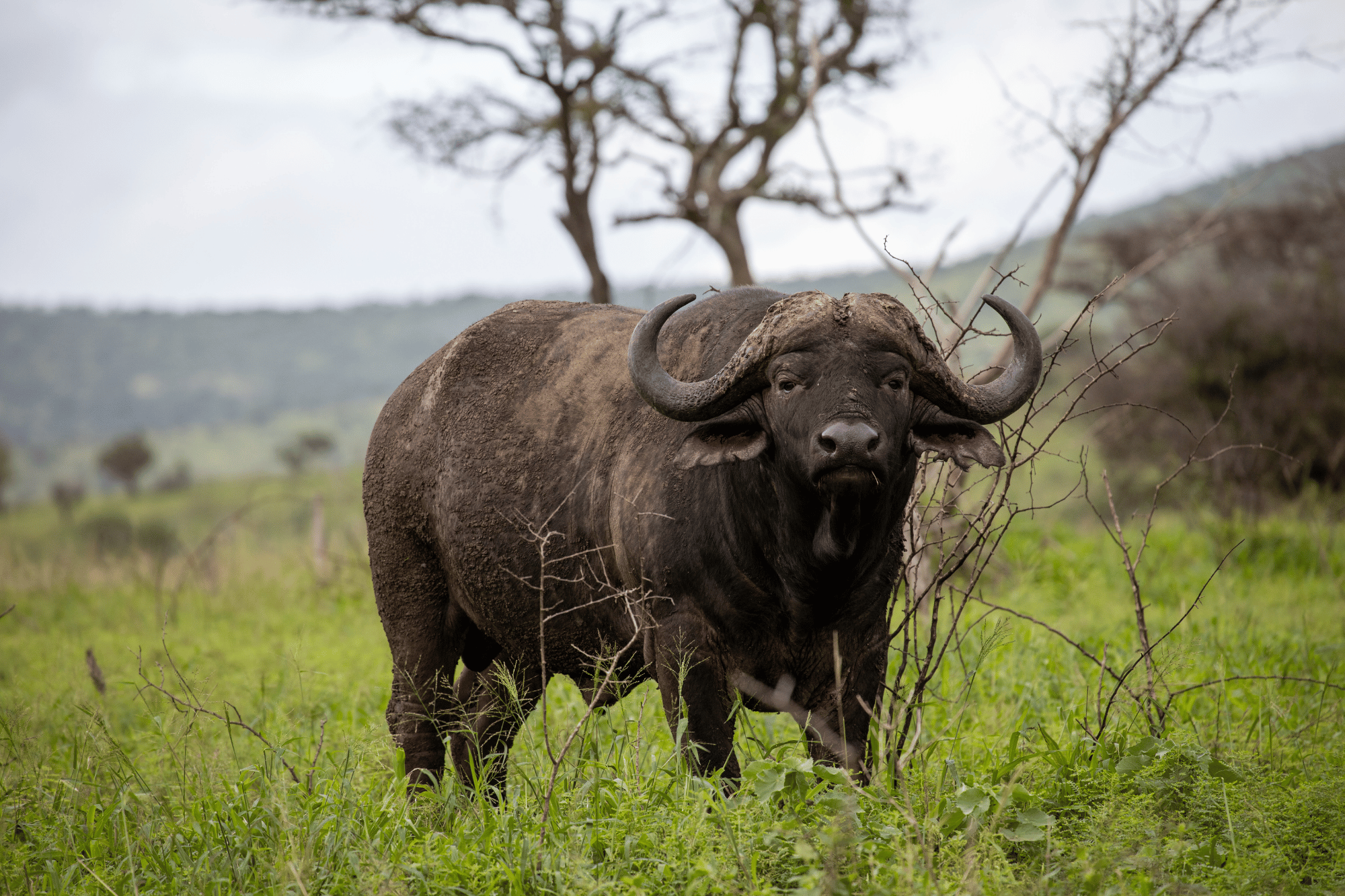 Buffalo
