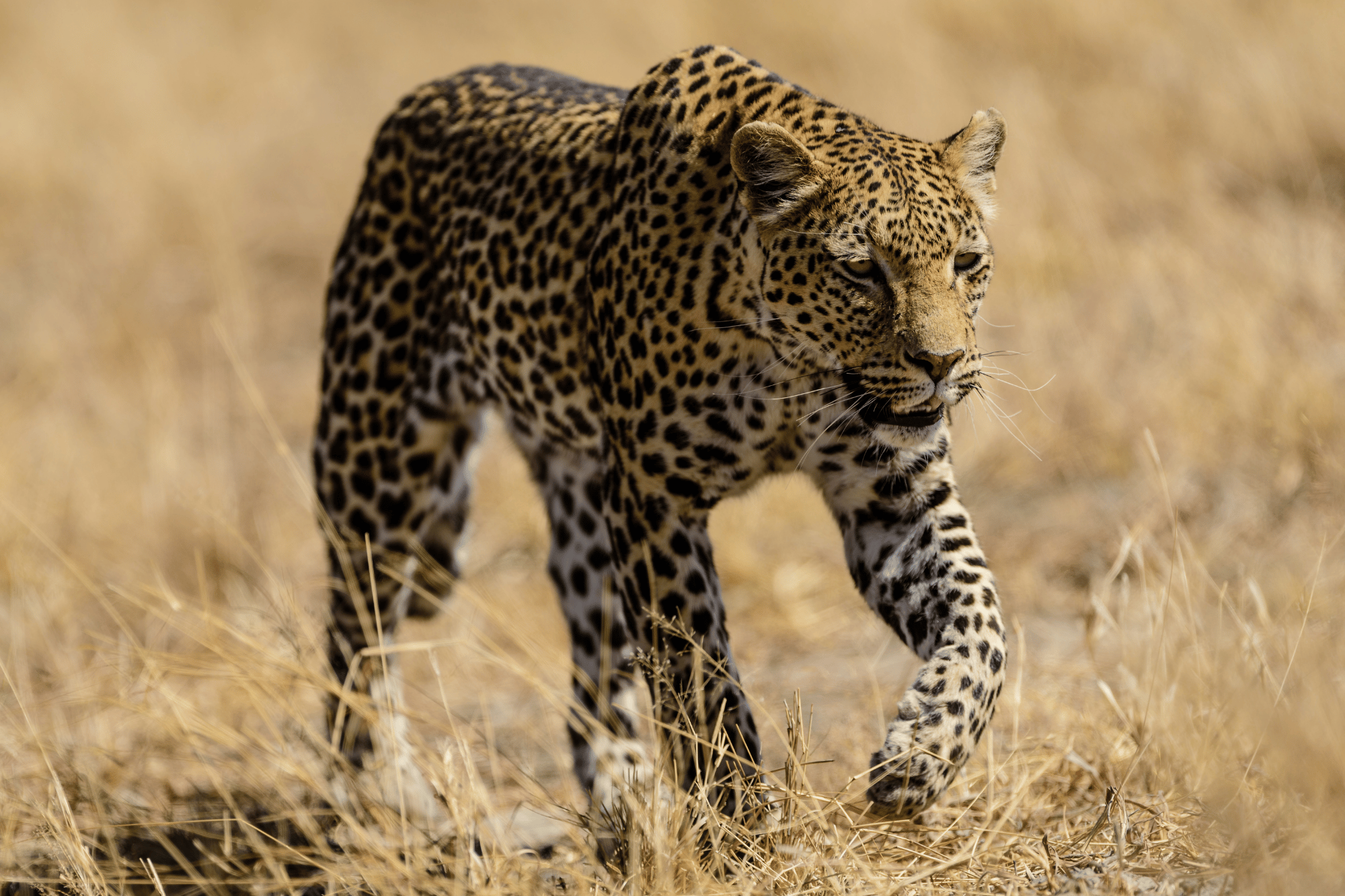Leopard